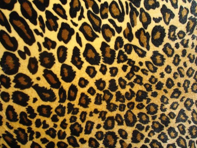 animal print background. Leopard Story